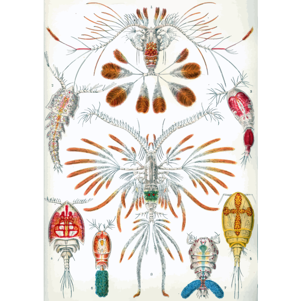 Haeckel Copepoda