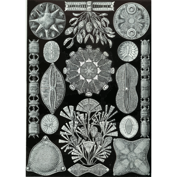 Haeckel Diatomea
