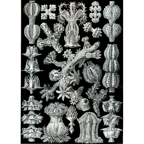 Haeckel Gorgonida