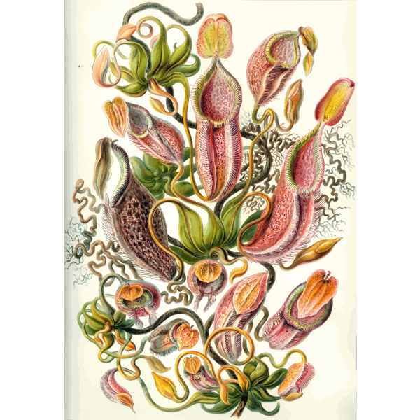 Haeckel Nepenthaceae