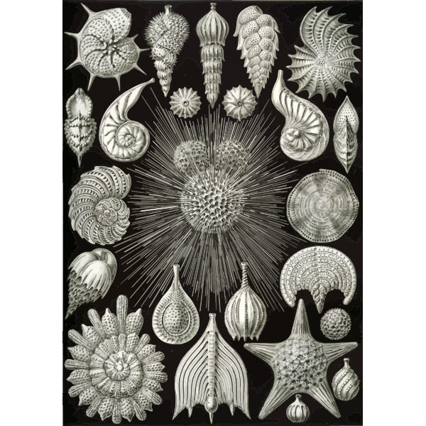 Haeckel Thalamphora
