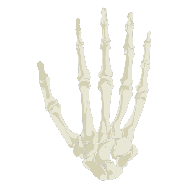 Hand Skeleton | Free SVG