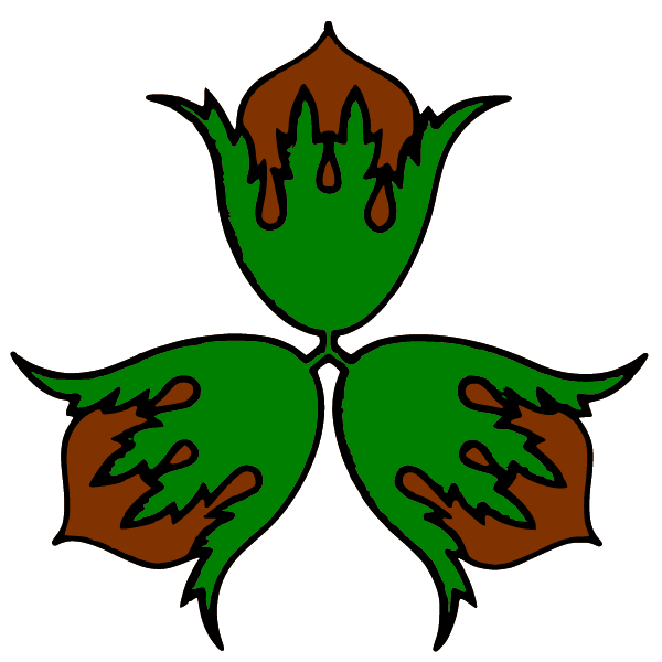 Hazelnut II