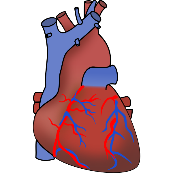 Vector image of heart showing valves, arteries and veins