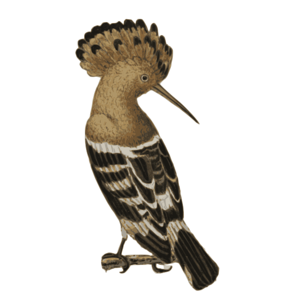 Hoopoe bird watercolour
