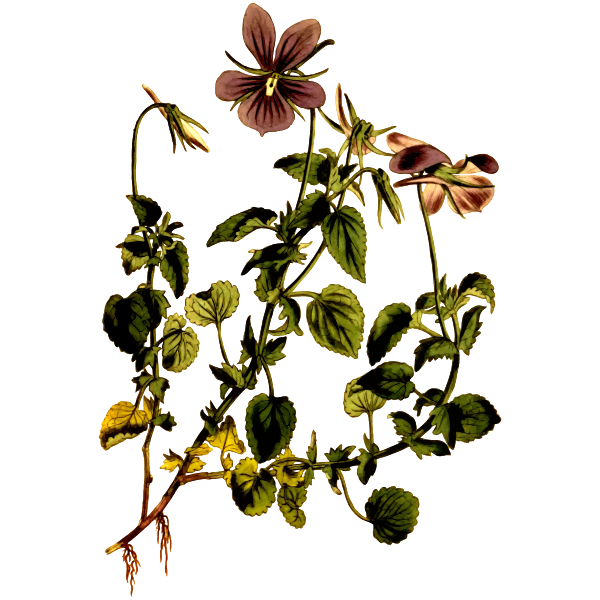 Horned Violet Flower Plant
