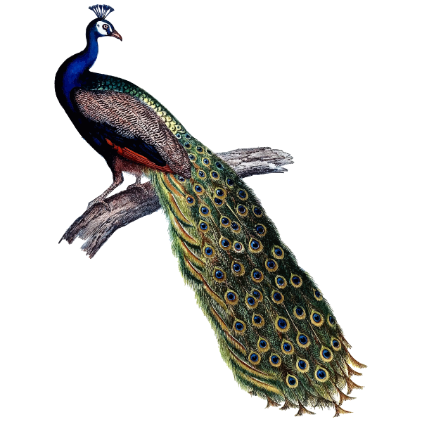 IndianPeacock