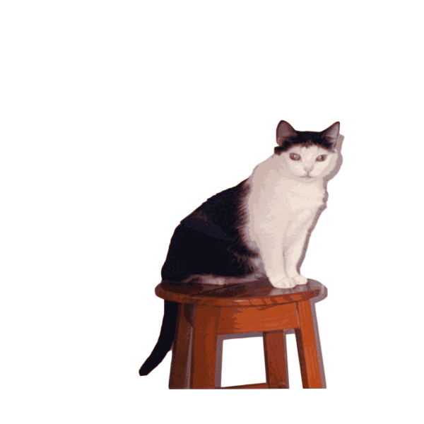 Cat on the chair