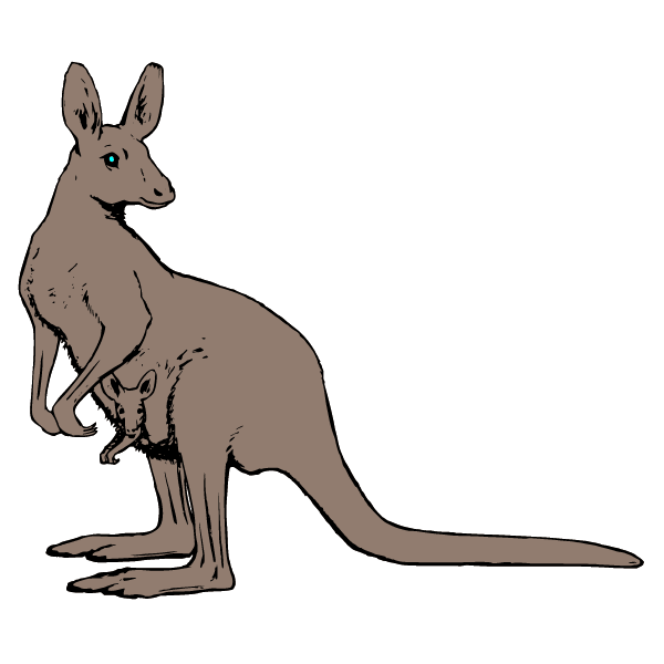 Kangaroo VI