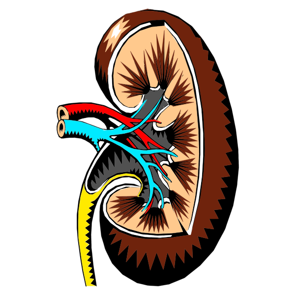 Kidney Cross Section Illustration