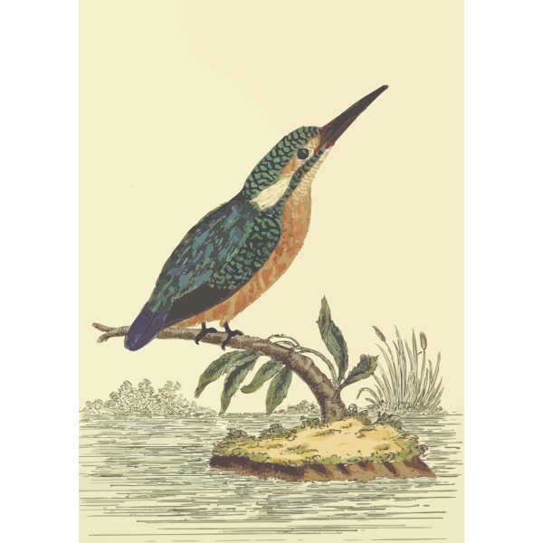 Kingfisher bird on a tree branch vector image