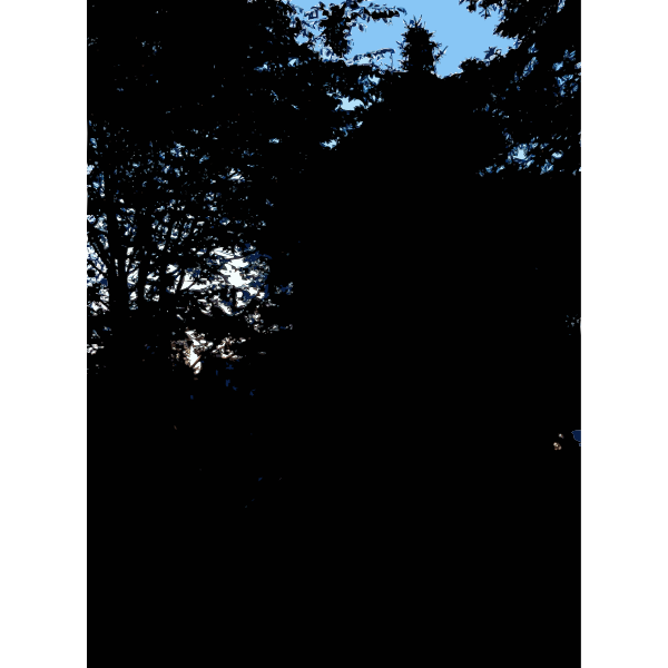 Late Afternoon in the Forest 1 2015071545