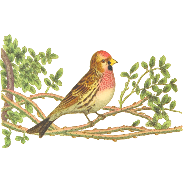 Lesser redpoll on a tree branch color drawing