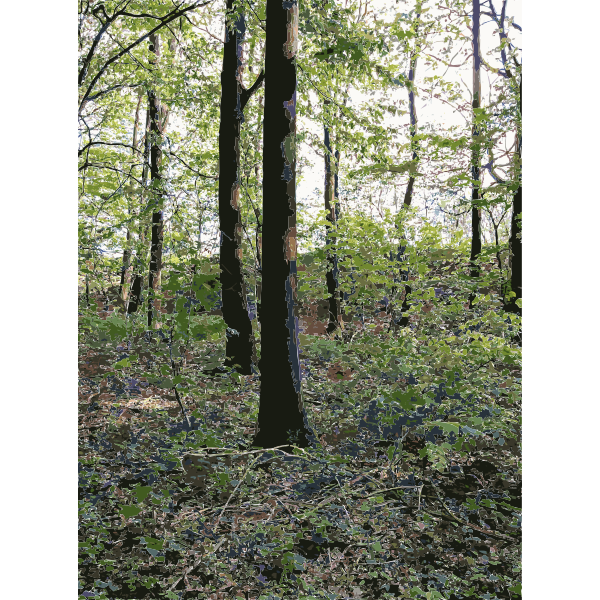 Lichtscheid Forest Again 3 2015071534