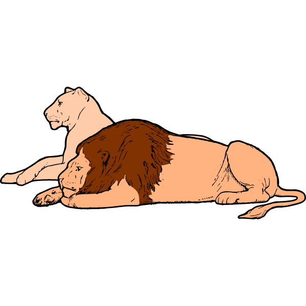 Lion and lioness 2