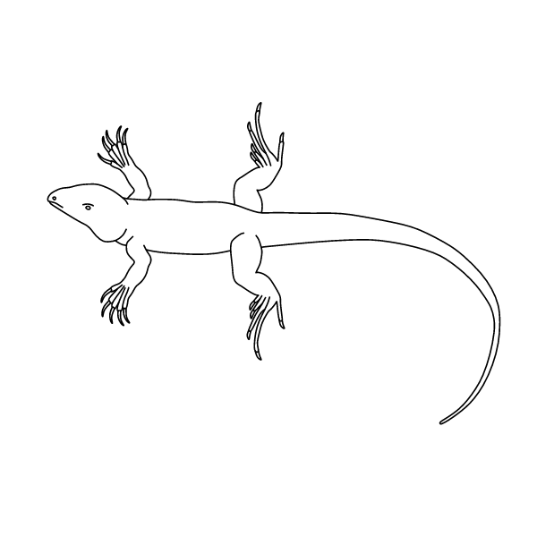 Lizard XV