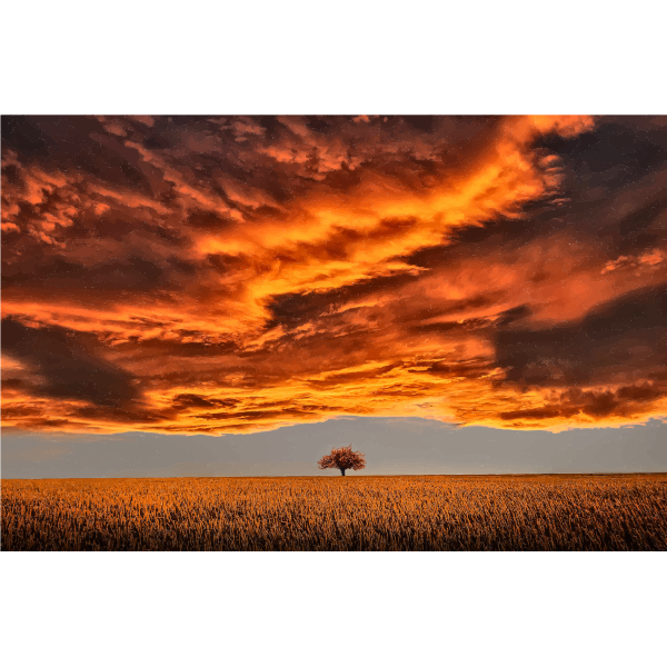 Lone Tree Under A Scorched Sky