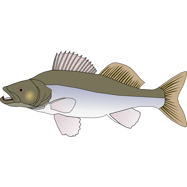 Sander fish vector