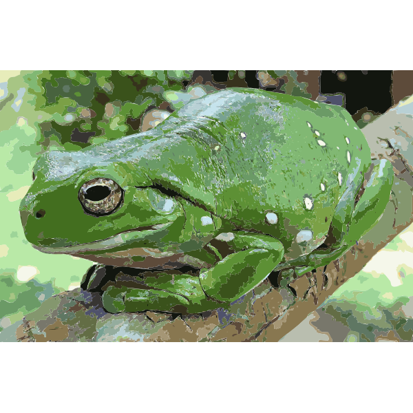 Magnificent tree frog