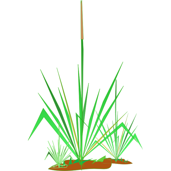 Green grass plant