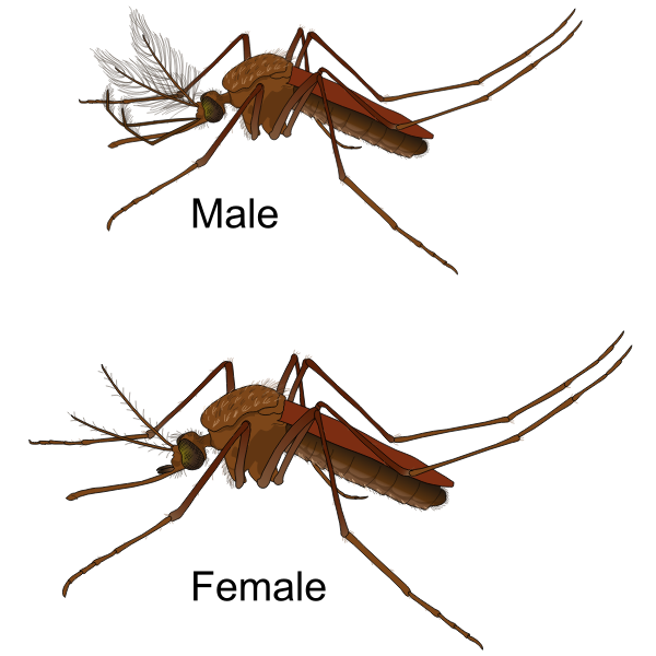 Male and Female Mosquito