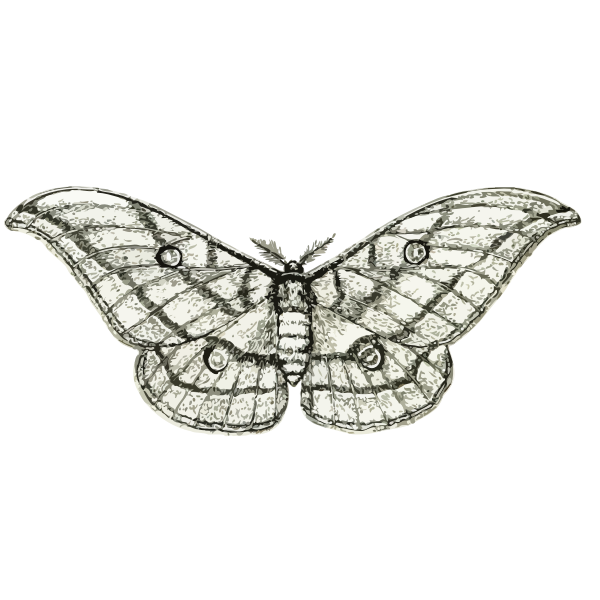 Moth vector sketch