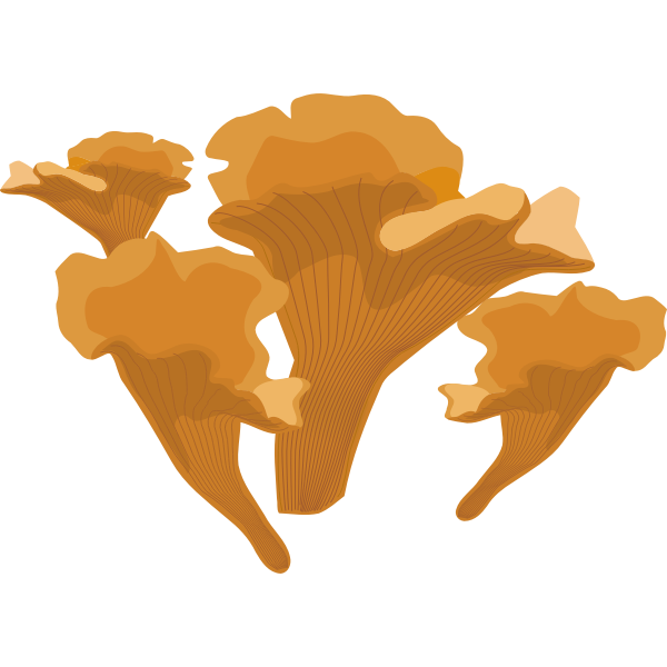 Mushrooms-1585576308