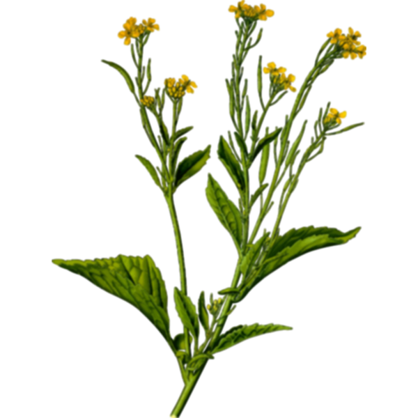 Image of mustard plant
