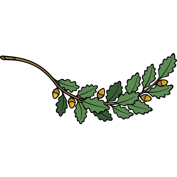 Oak branch vector image