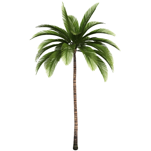 Palm tree 8