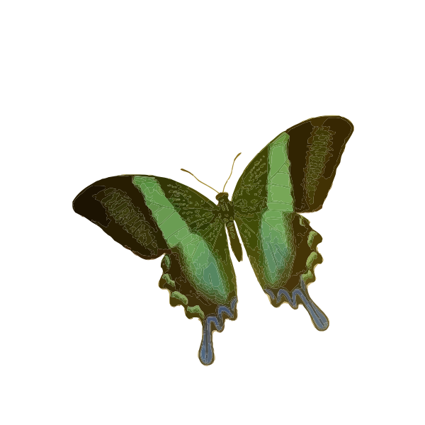 Papilio blumei
