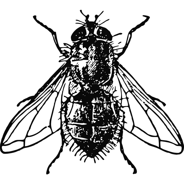 House fly line art Royalty Free Vector Image - VectorStock