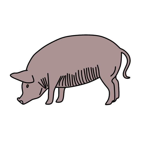 Pig 3