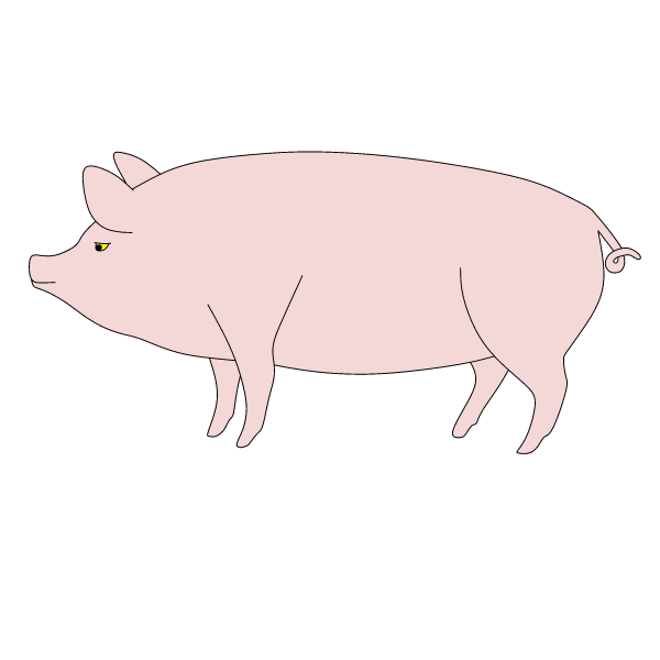 Pig 5