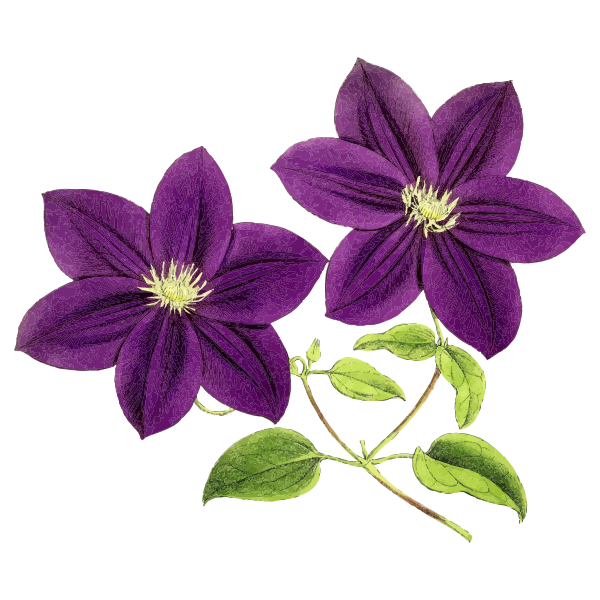 Purple Flowers Free Svg