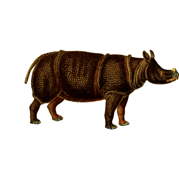Rhinoceros vector image