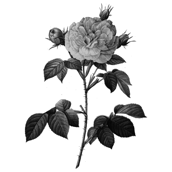 Rose in gray scale