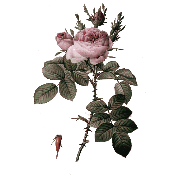 Rosa bifera officinalis color 2