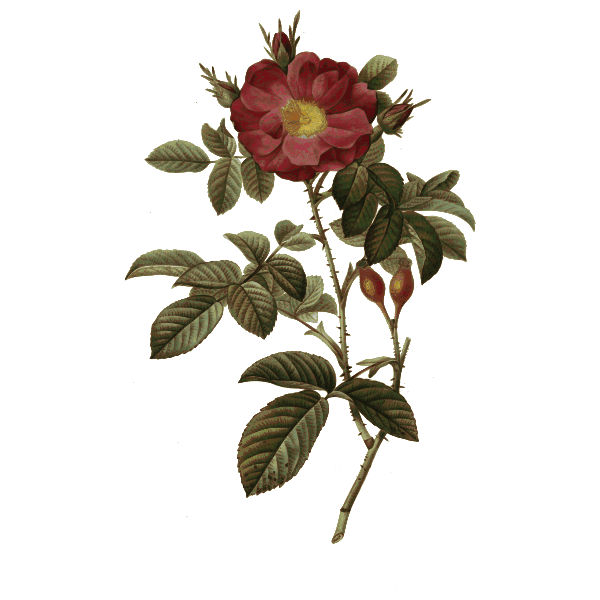 Wild rose and rosehips