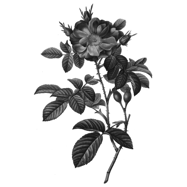 Damask rose vector silhouette