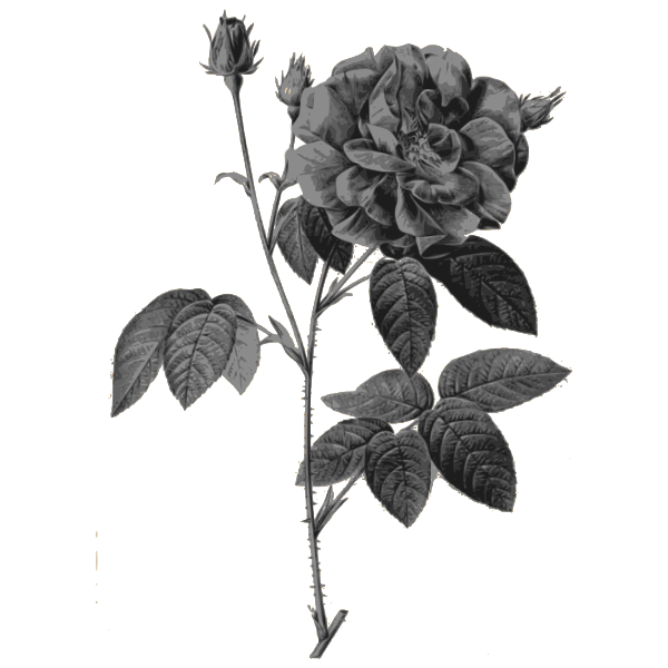 Wild roses in gray color