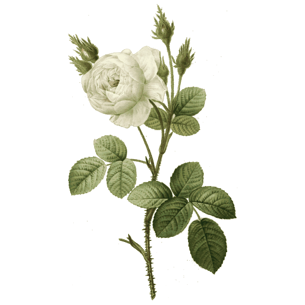 White rose with thorns