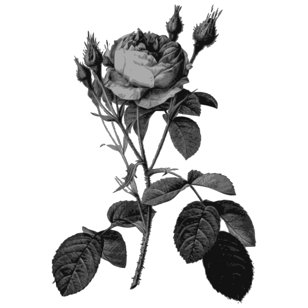 Rose sort in gray