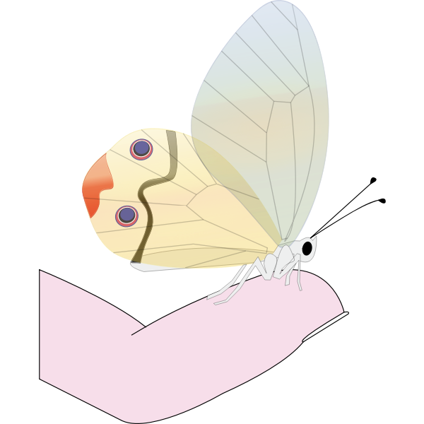 Butterfly on a fingertip vector drawing