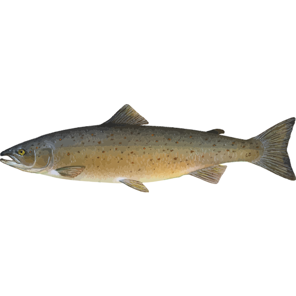 Salmon2 | Free SVG