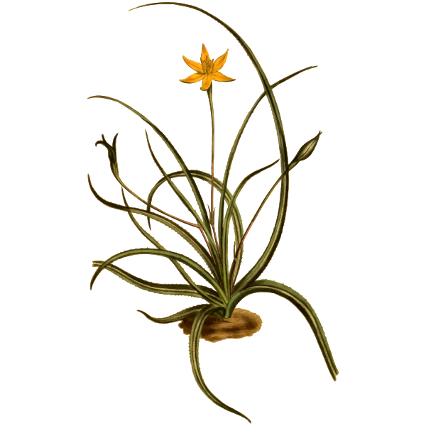 Saw-Leaved Hypoxis
