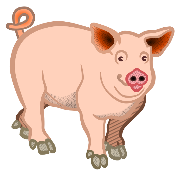 Pig domestic animal