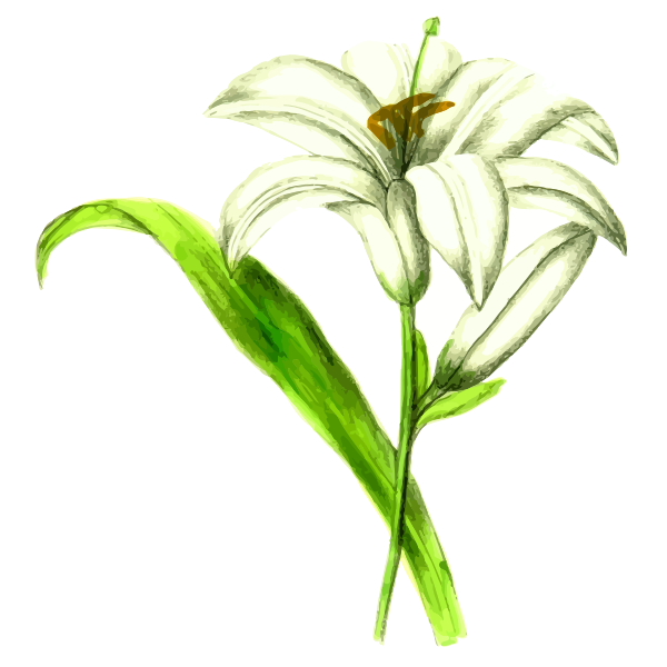 Lily flowering plant