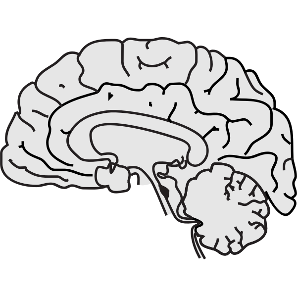Vector image of grey human brain with thin black line