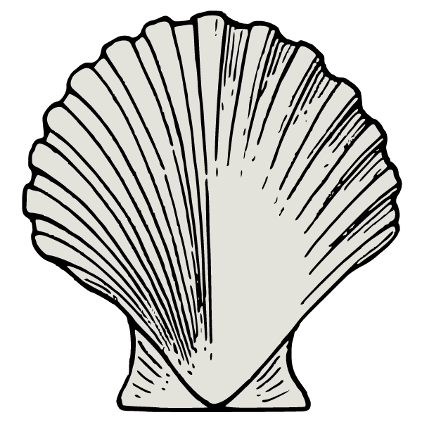 Simple sea shell